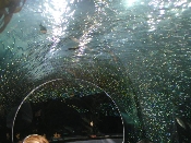 At the Aquarium of the Bay, San Francisco
